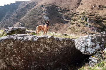 Wall Mural - Cão cansado com a lingua de fora em pausa a descansar em cima de uma pedra nas montanhas em Artzamendi em Itxassou no País Basco