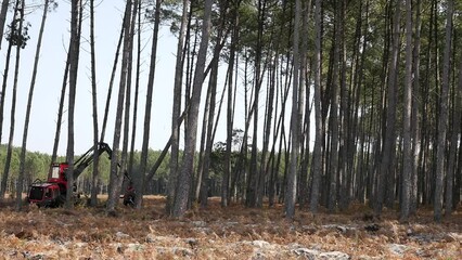 Wall Mural - harvester machine knocking down a pine tree to clear up the forest