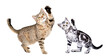 © sonsedskaya - Playful cat and kittens Scottish Straight standing together with raised paws isolated on white background