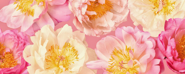 Wall Mural - pale peonies abstract pattern. pastel floral background. closeup