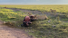 A Lioness Eats Meat From A Dead Buffalo In Ngorongoro National Park. Long Shot.