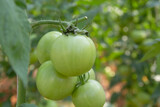 Fototapeta Kuchnia - Fresh tomatoes in a natural country garden