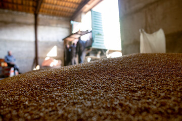 Piles of wheat grains at mill storage or grain elevator. The main commodity group in the food markets.