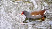 A Moorhen Paddling In The Water