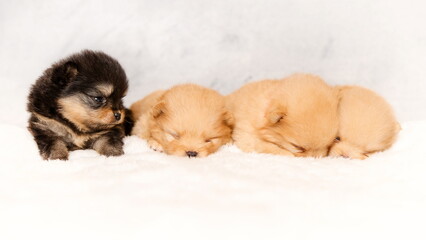 Wall Mural - Cute sleeping puppies of pomeranian spitz