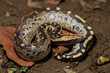 © dwi - Borneo short-tailed blood python snake (Python curtus breitensteini)