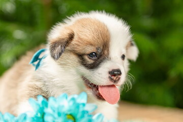 Wall Mural - Happy smiling puppy of welsh pembroke corgi dog breed with bouquet of blue flowers at nature. Selective focus