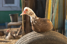 Close-up Shot Of A Domestic Muscovy Duck Sitting On A Car Tire In The Farm On A Sunny Day