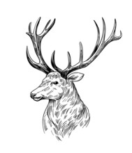 Deer Sketch. Hand Drawn Illustration Converted To Vector. Black On Transparent Background