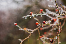 Frozen Drops On A Rosehip Branch With Berries, Beautiful Natural Background And Texture