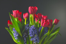 Bouquet Of Red Tulips An Blue Hyacinths On A Dark Background 