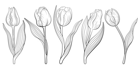 Tulip flowers. Vector line art floral illustration isolated on white background.