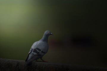 Pigeon