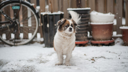 Wall Mural - A cute fluffy dog standing alone outdoors in winter