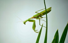 Large Green Praying Mantis (7 Cm)  On Palm Leaves.