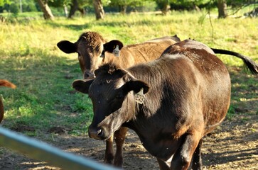 Multi colored beef cattle in green countryside pasture by fence gate