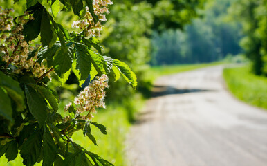 Poster - Flowering chestnut next to a country road.