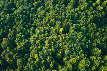 Wall Mural - Top down flat aerial view of dark lush forest with green trees canopies in summer