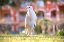 White Cattle Egret Wild Bird, Also Known As Bubulcus Ibis, Walking On Green Lawn At Hotel Yard In Summer