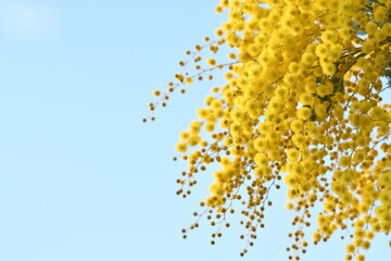 Flowering mimosa tree against blue sky. Mimosa blooms background. Selective focus. The flowery branch of mimosa is offered to women on March 8th for the International Women's Day. 