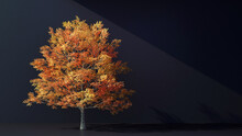 Autumn Orange Tree On Black Background With Copy Space