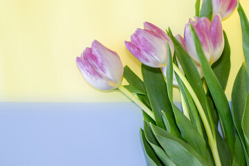 Wall Mural - pink tulips on blue background and free space for text. greeting card template. mothers day. women's day. spring mood.