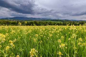 Wall Mural - Rapeseed field during spring in Miedzyrzecze Gorne, small village in Silesia region of Poland