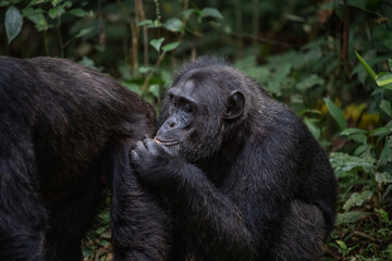  Two chimpanzees cleaning bugs off each other, Kibale National Forest, Uganda, Africa