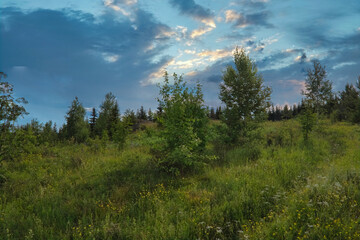 Wall Mural - Summer landscape green meadow and forest in the background against the backdrop of a beautiful blue sky and white clouds.