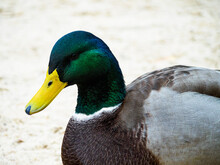Close-up Of Male Mallard Duck
