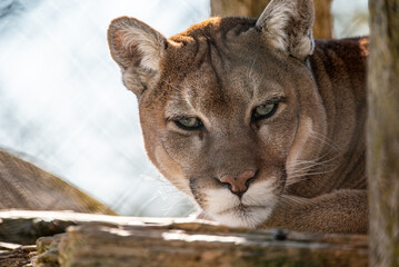 Canvas Print - A closeup of a puma behind a wooden fence