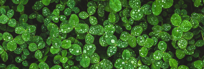 Clover background, shamrock field wet with dew. wide banner natural grass texture