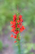Scarlet trumpet, red wildflowers on long stalk close-up

