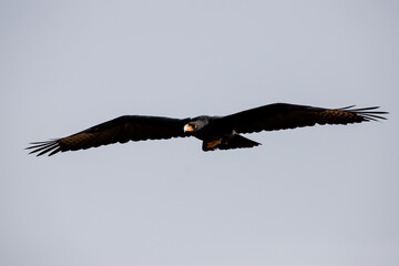 A verreaux eagle in flight (Aquila verreauxii)