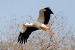 Adult white stork in flight (Ciconia ciconia) in Spain