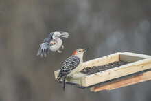 Male And Female Red Bellied Woodpecker In Same Photo On Winter Afternoon In Overcast Light

