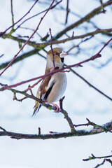 Sticker - Hawfinch bird in winter on a twig.