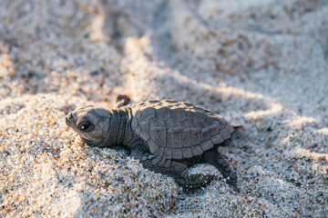 Wall Mural - A baby turtle going to the sea in Oaxaca Coast, Mexico