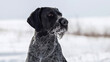 Drahthaar hunting dog in winter forest