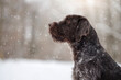 Drahthaar hunting dog in winter forest