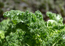  Green Curly Kale Plant In A Vegetable Garden, Green Kale Leaves,