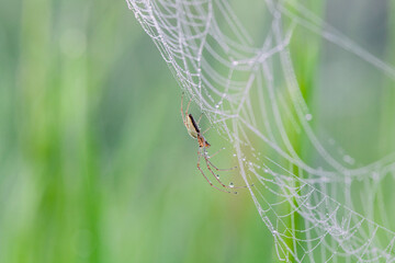 Wall Mural - a spider on a web. macrophotography