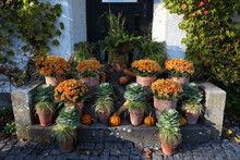 Decorative Shabby Chic  Autumn Fall Display With Terracotta Pots And Chrysanthemums, Cabbages And Pumpkins On Steps Of An Old House With Vine Growing On The Walls.