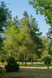 Fototapeta Na ścianę - summer landscape, lots of greenery