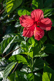 Fototapeta Do przedpokoju - red hibiscus flower