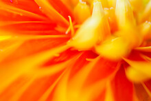 Orange Gerbera Flowers Close Up Abstract Background