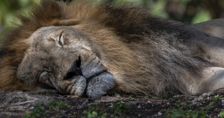 Poster - A closeup of a sleeping lion