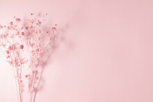 Dry Pink Flowers On Pink Background. Flat Lay, Top View, Copy Space