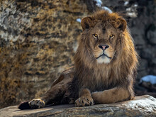 Portrait Of A Beautiful Lion On A Dark Background Lying On A Rock