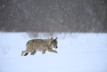 Gray Wolf Running In Winter Snow Storm Snowing Snowflake Frost Forest